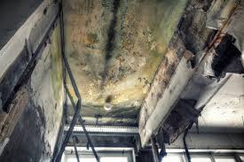 Mold Documentation for Insurance Claims in Taft Southwest, TX